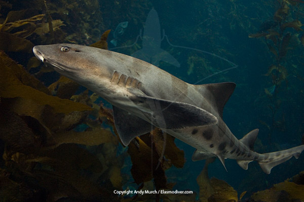 leopard-shark-information-and-pictures